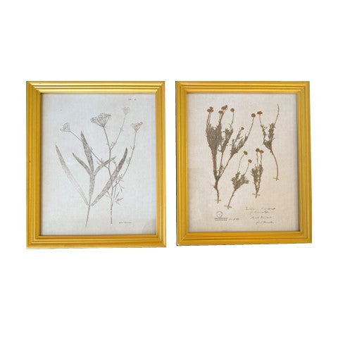Botanical Framed Art Set of 2